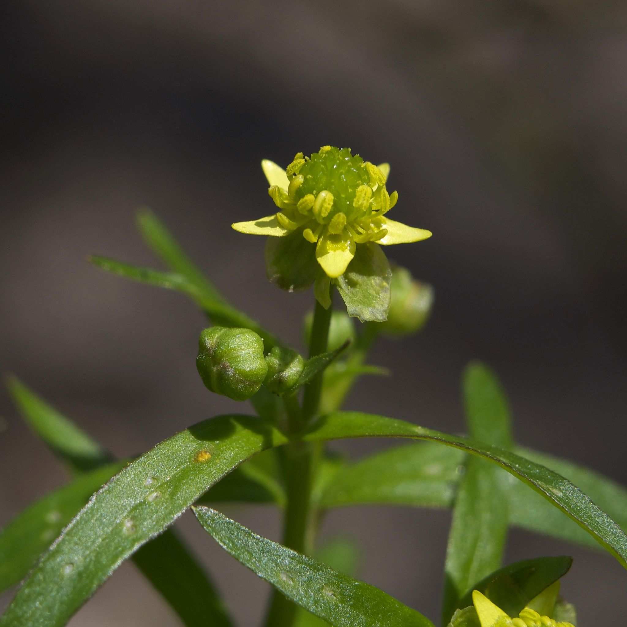 Ranunculus abortivus