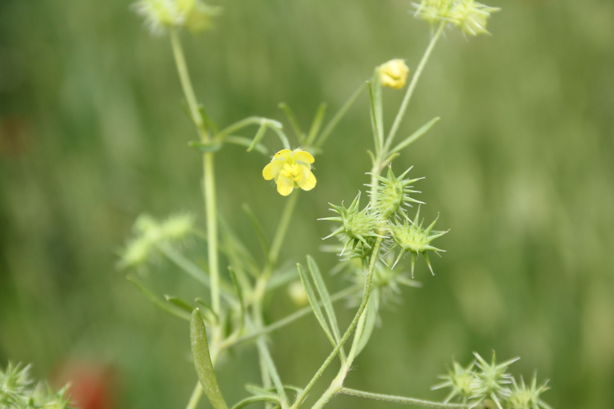 Ranunculus arvensis