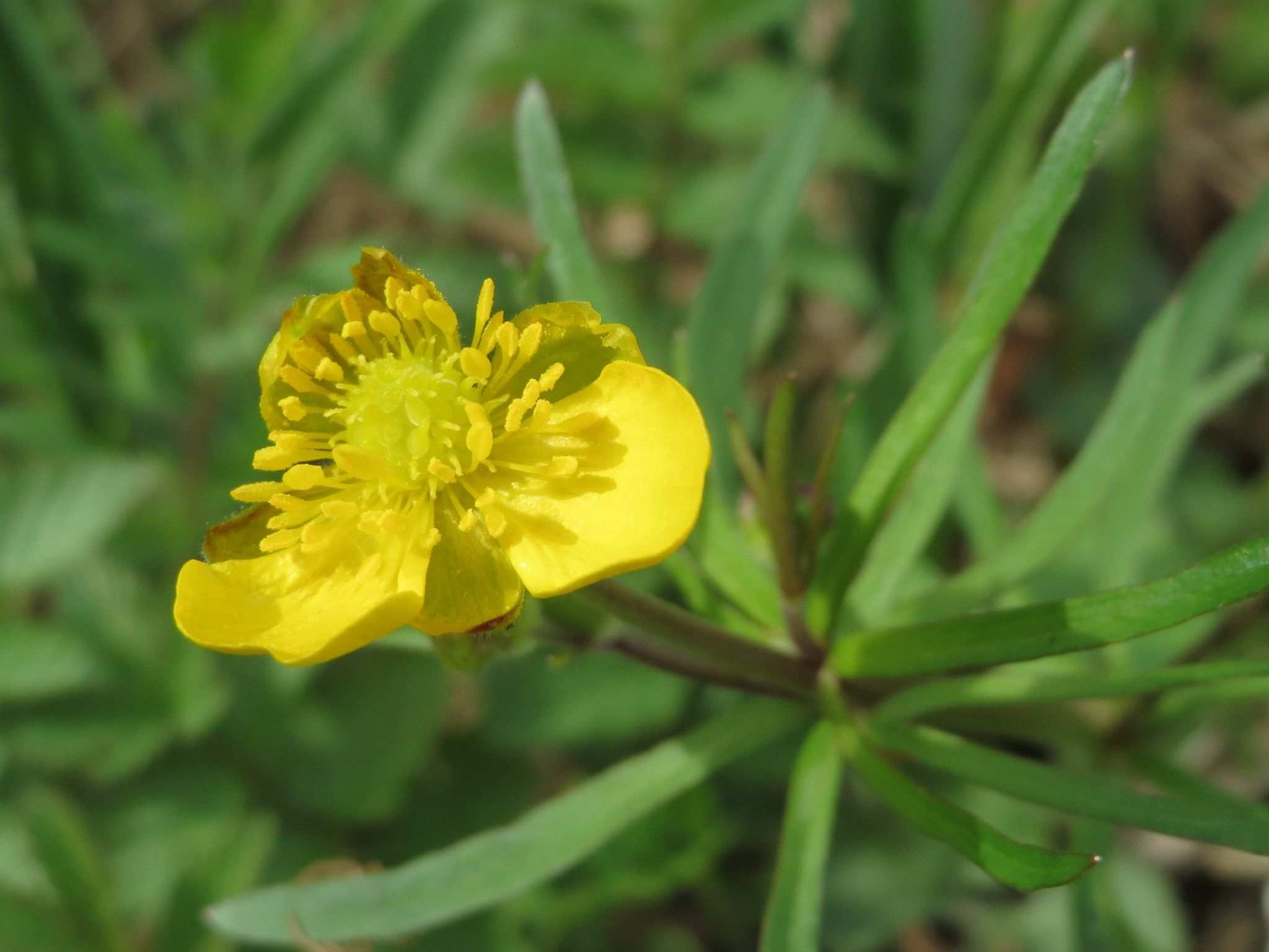 Ranunculus auricomus