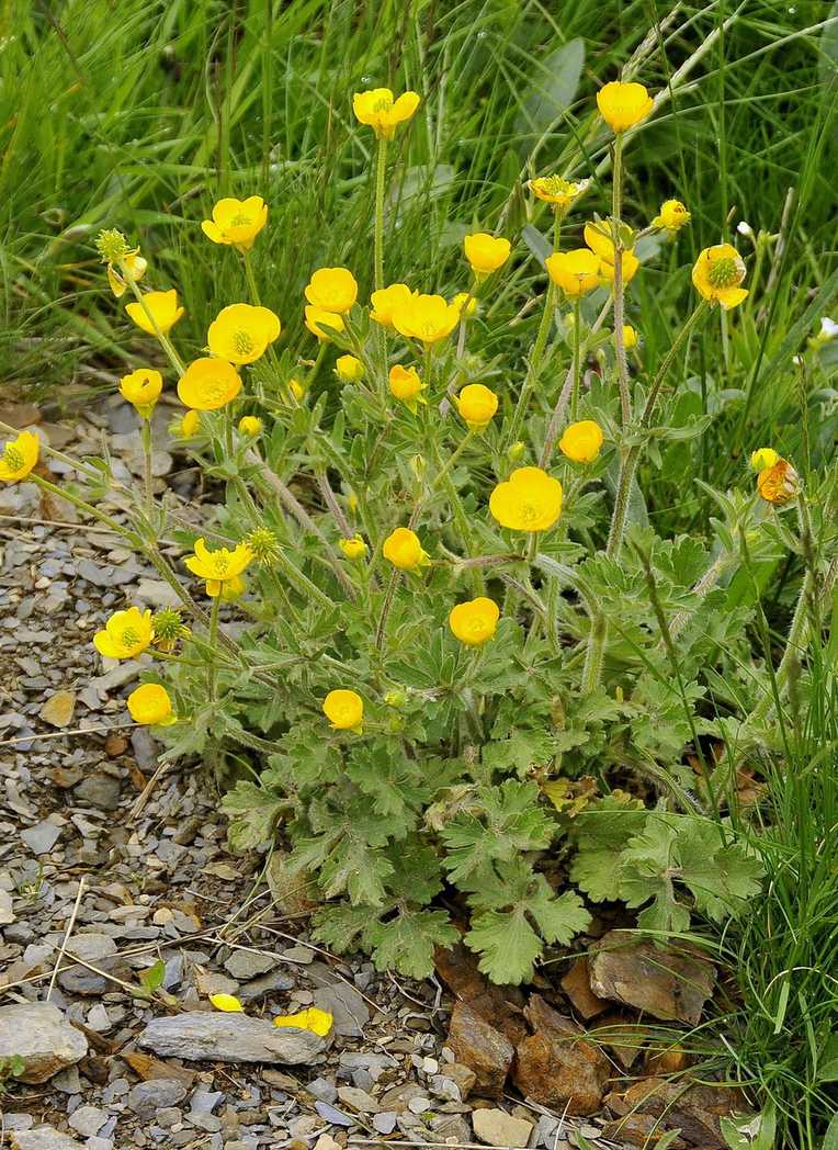 Ranunculus bulbosus