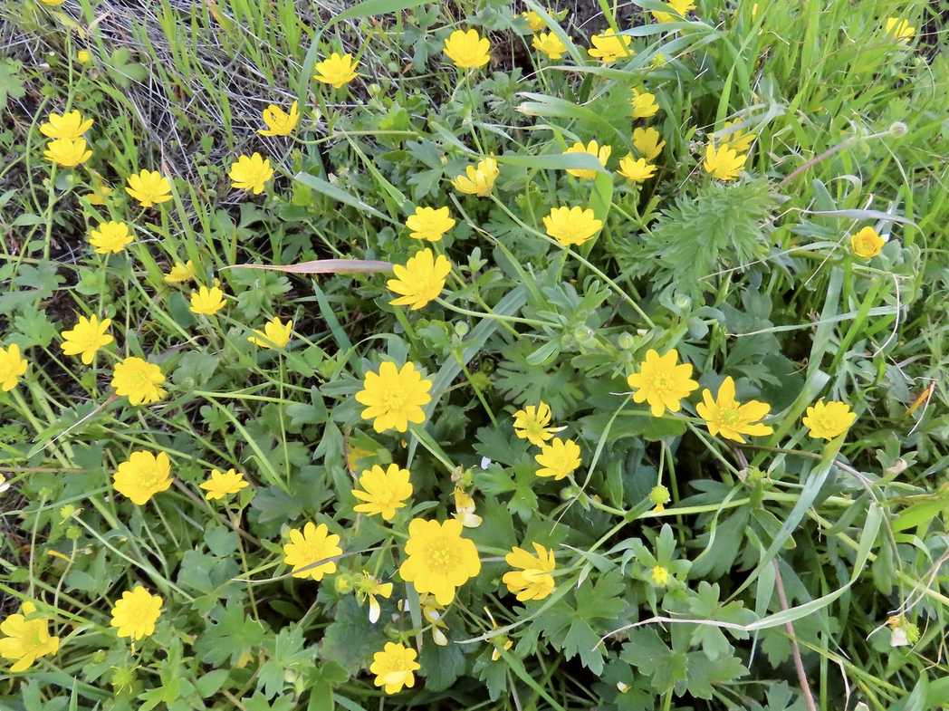 Ranunculus californicus