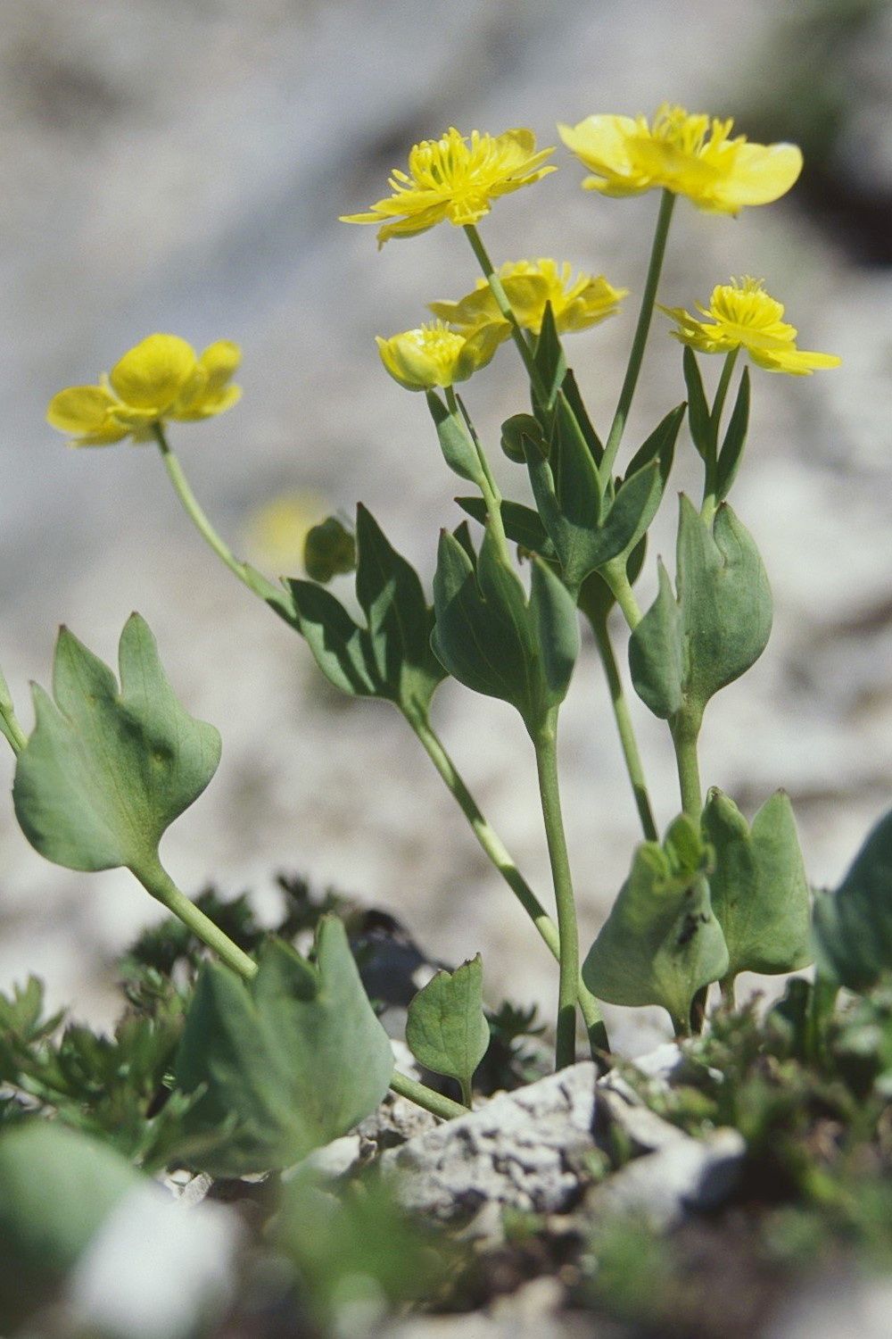 Ranunculus hybridus