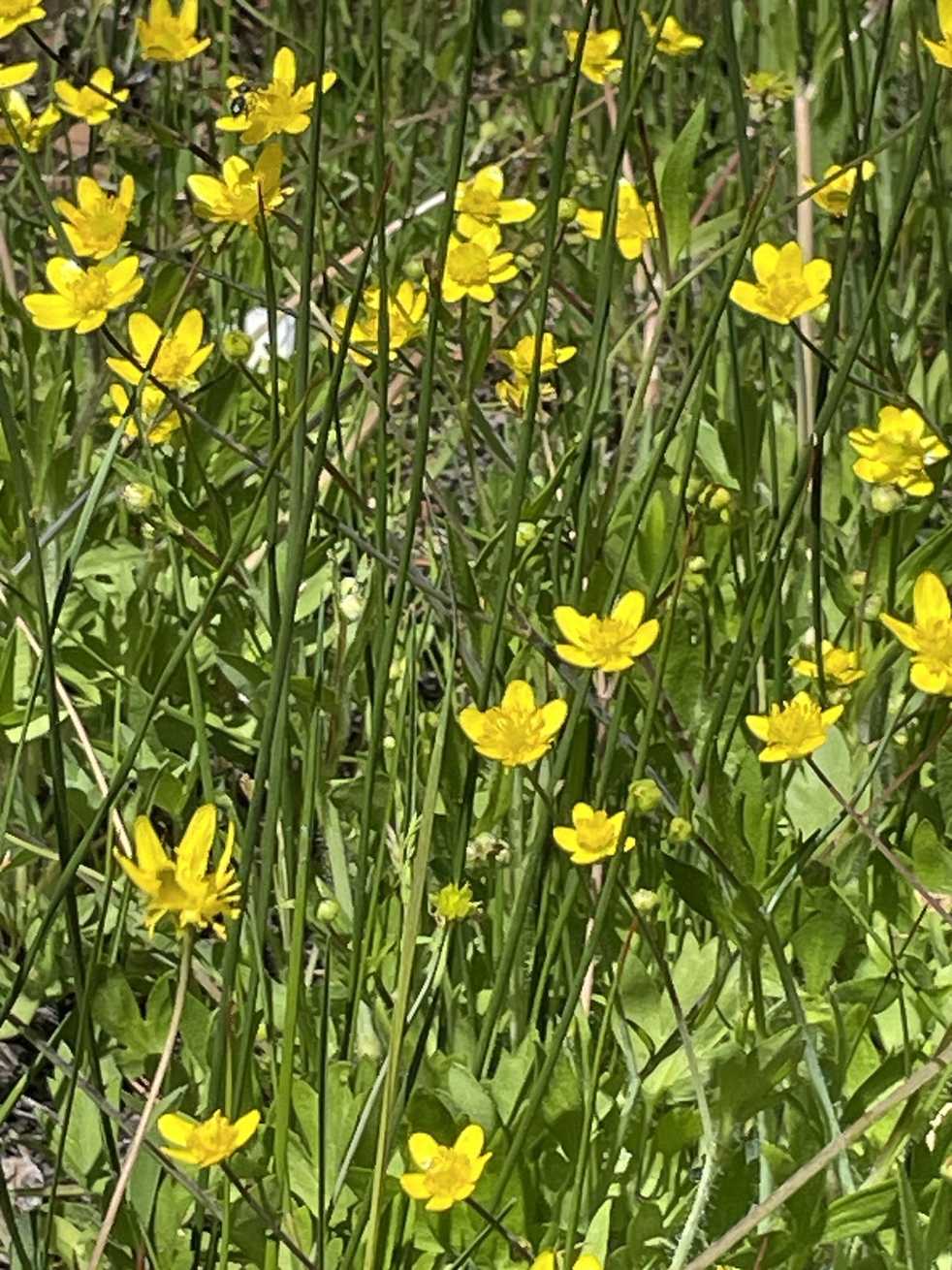 Ranunculus occidentalis