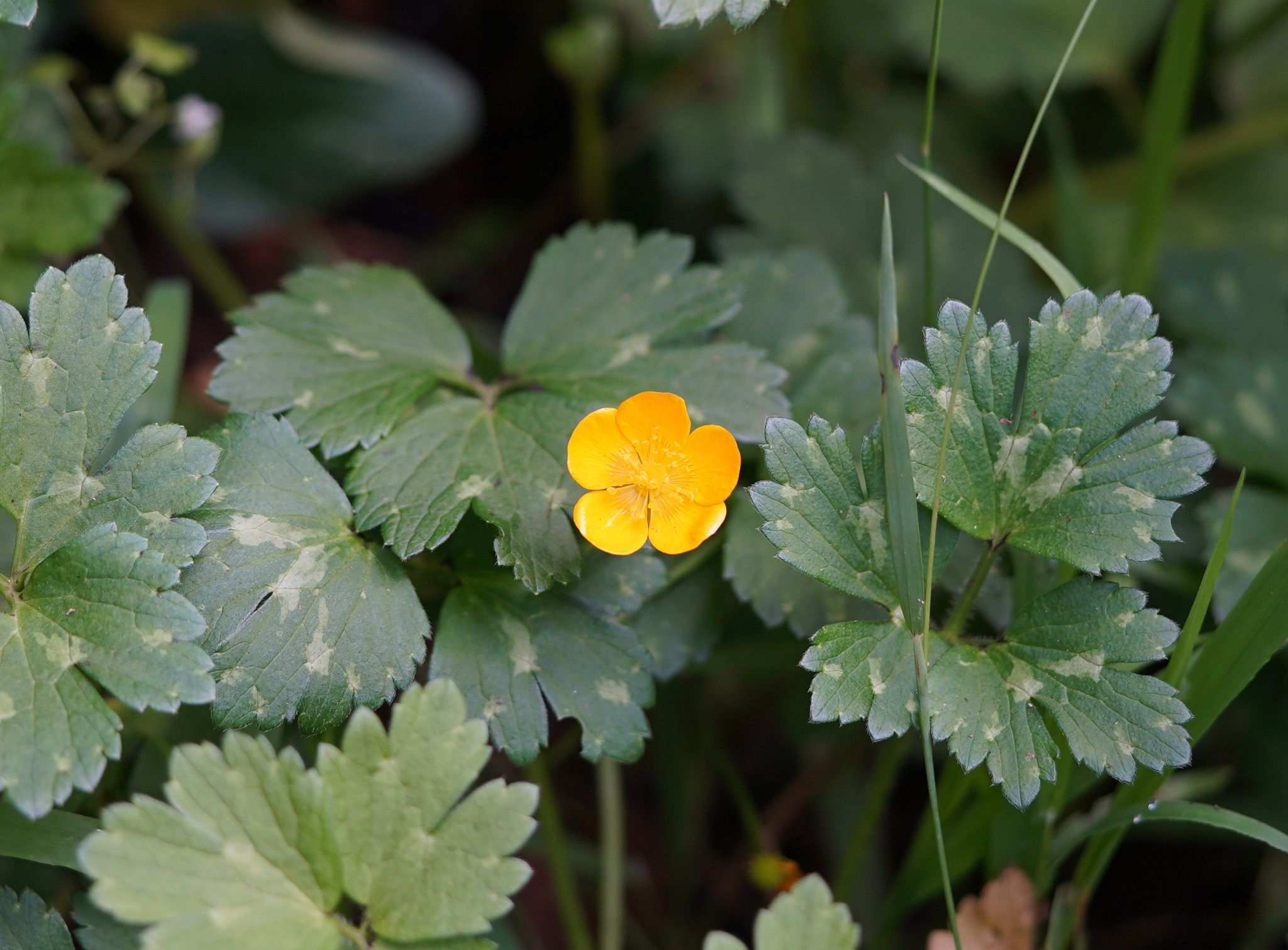 Ranunculus repens
