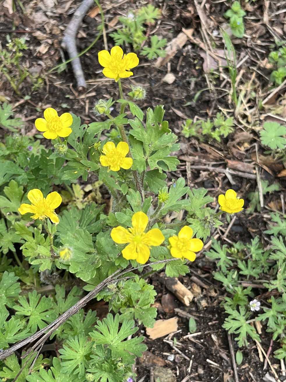 Ranunculus sardous