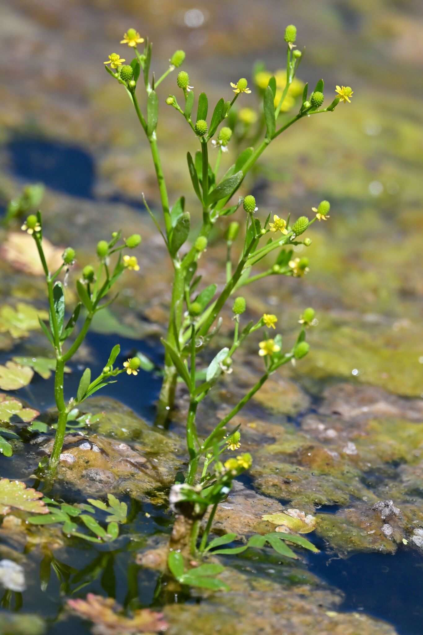 Ranunculus sceleratus