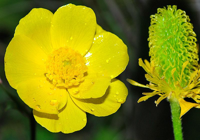 Ranunculus sp.