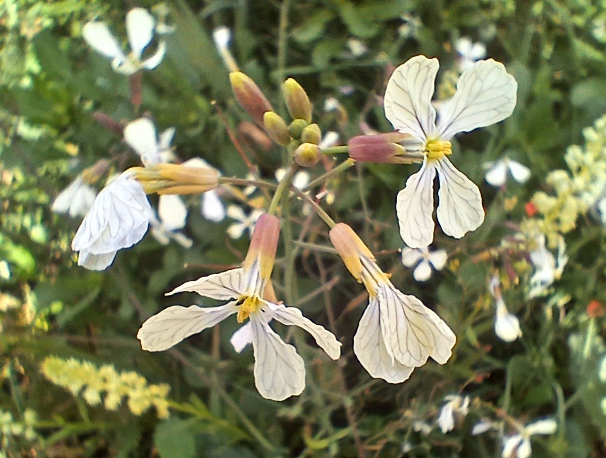 Raphanus raphanistrum