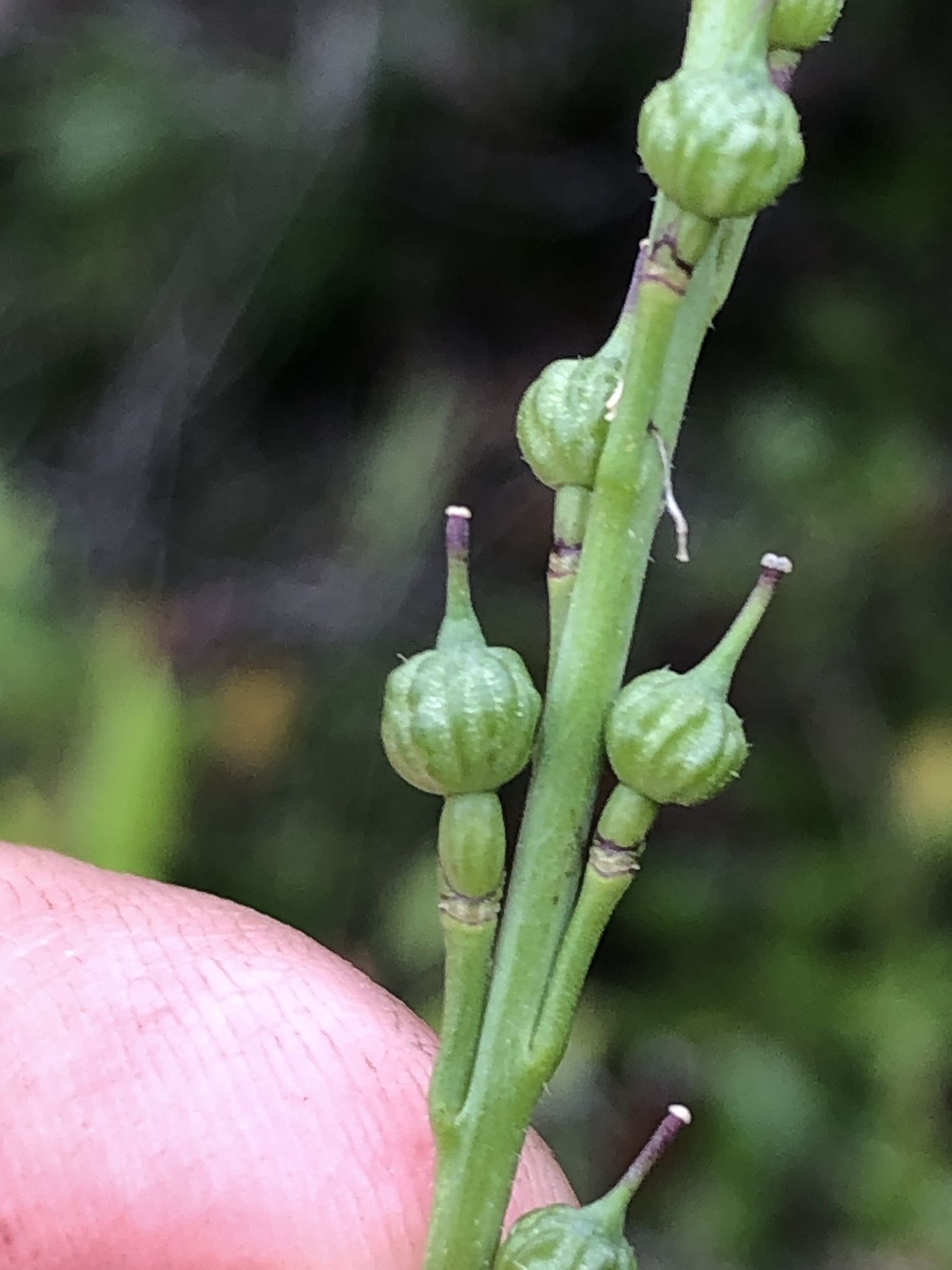 Rapistrum rugosum