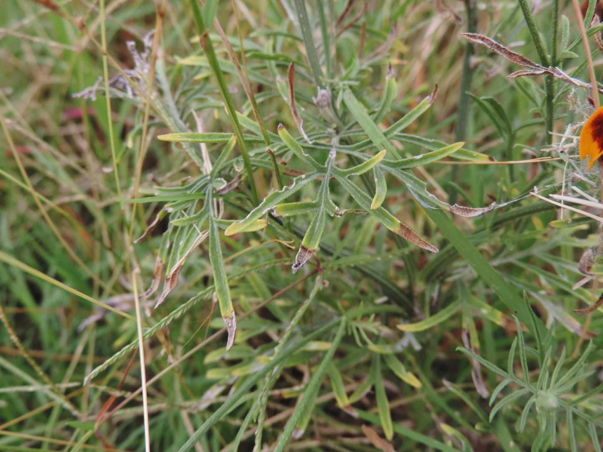 Ratibida columnifera