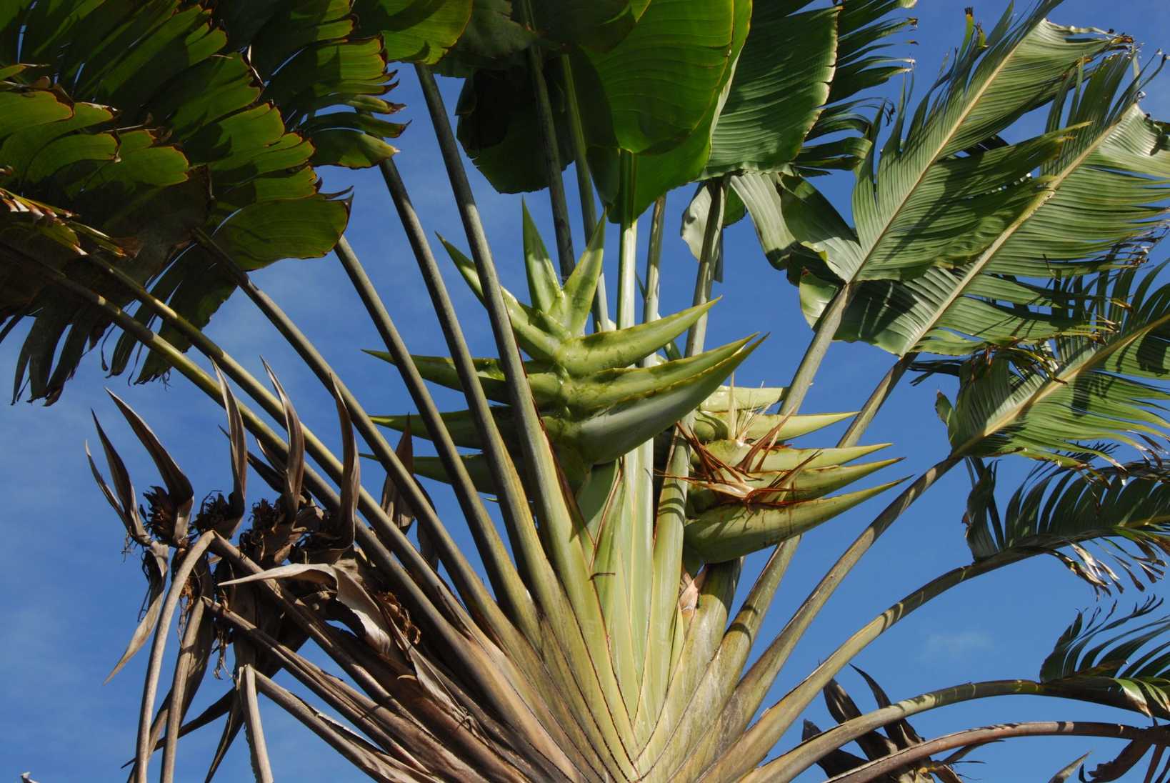 Ravenala madagascariensis