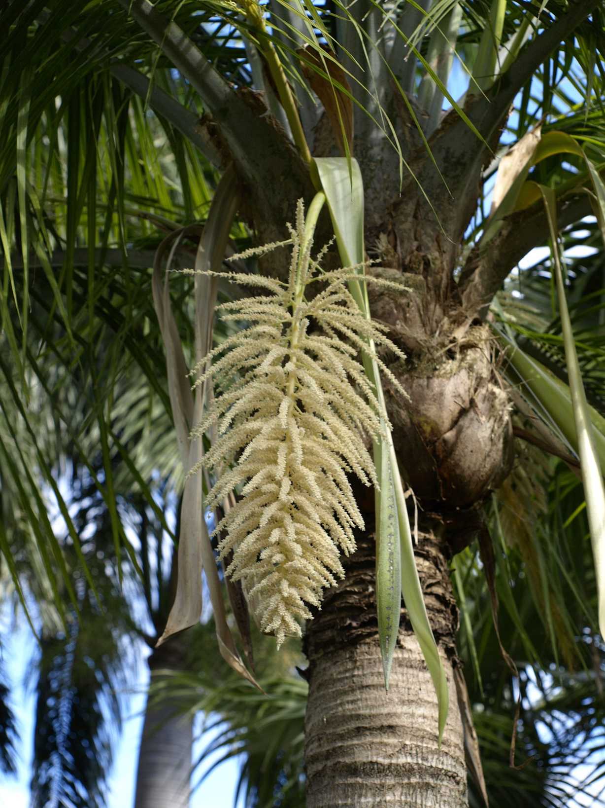 Ravenea rivularis
