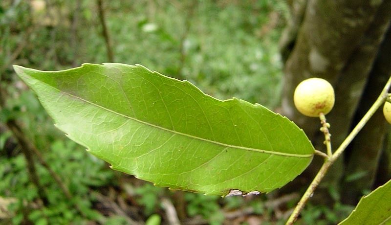 Rawsonia lucida