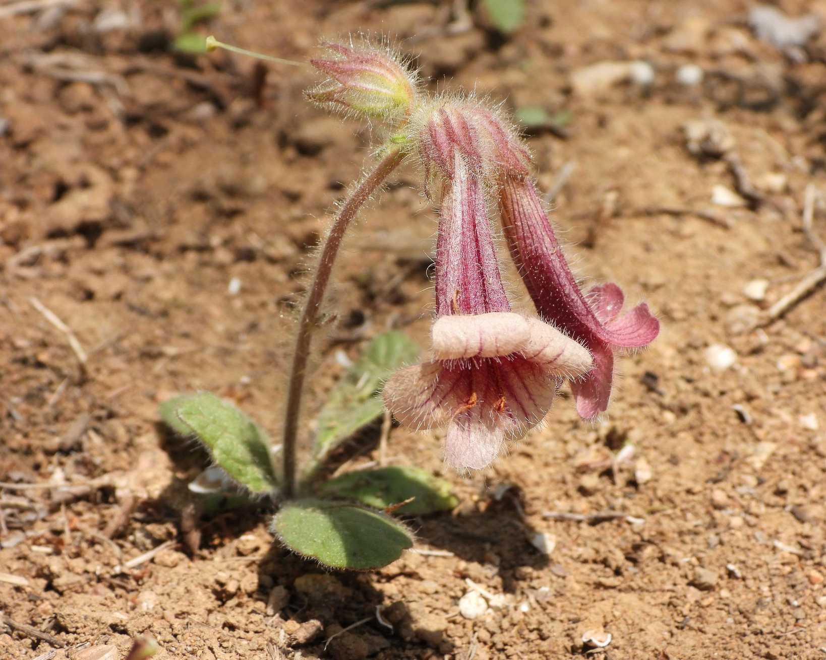 Rehmannia glutinosa