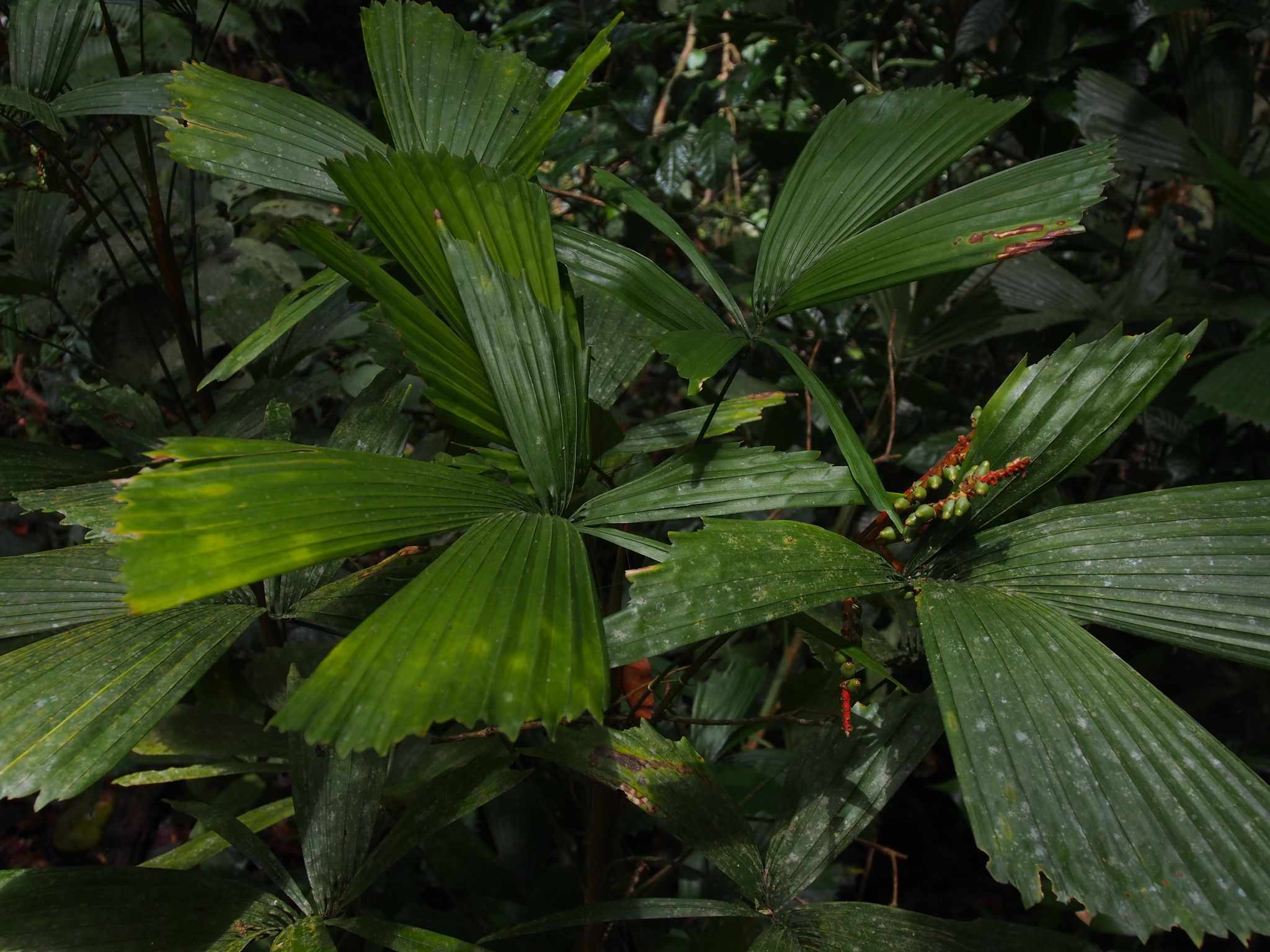 Reinhardtia gracilis