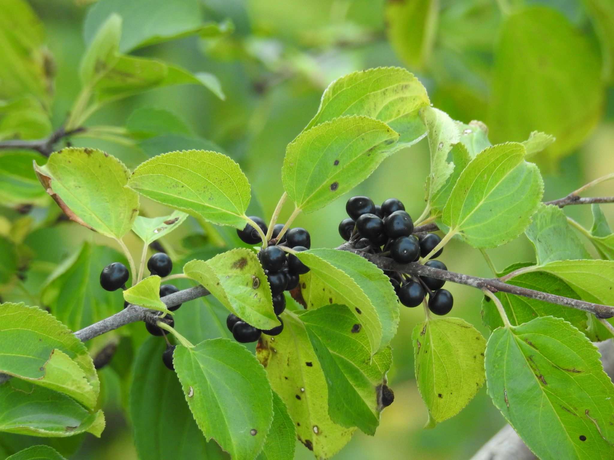 Rhamnus