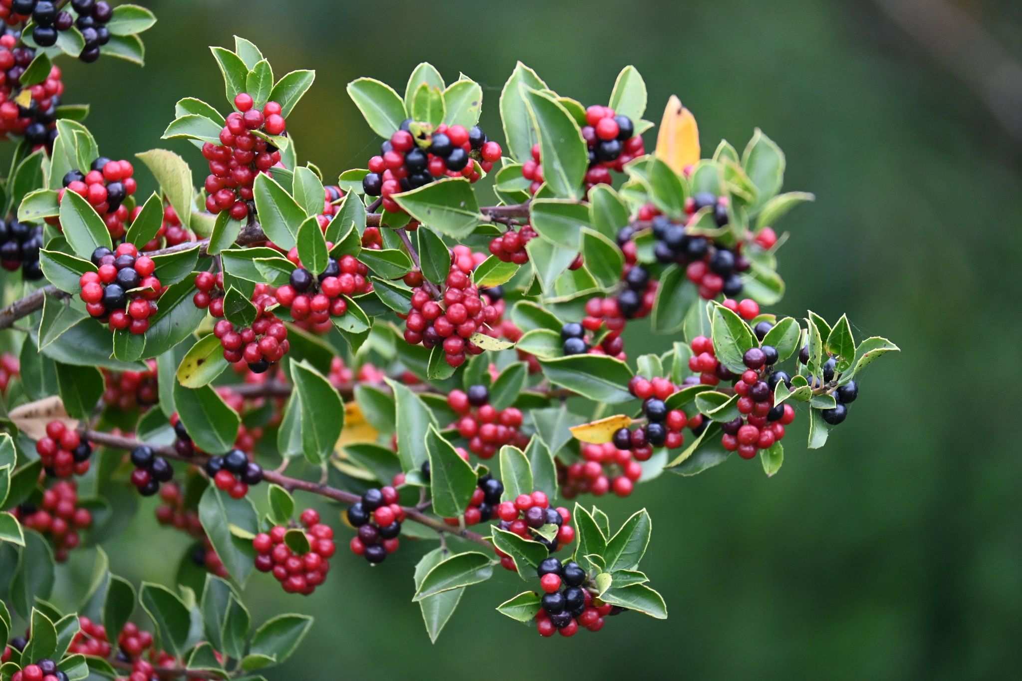 Rhamnus alaternus