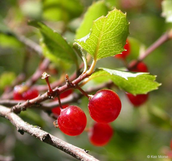 Rhamnus crocea