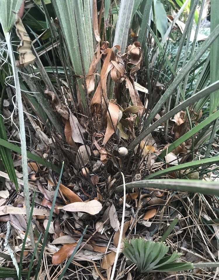 Rhapidophyllum hystrix