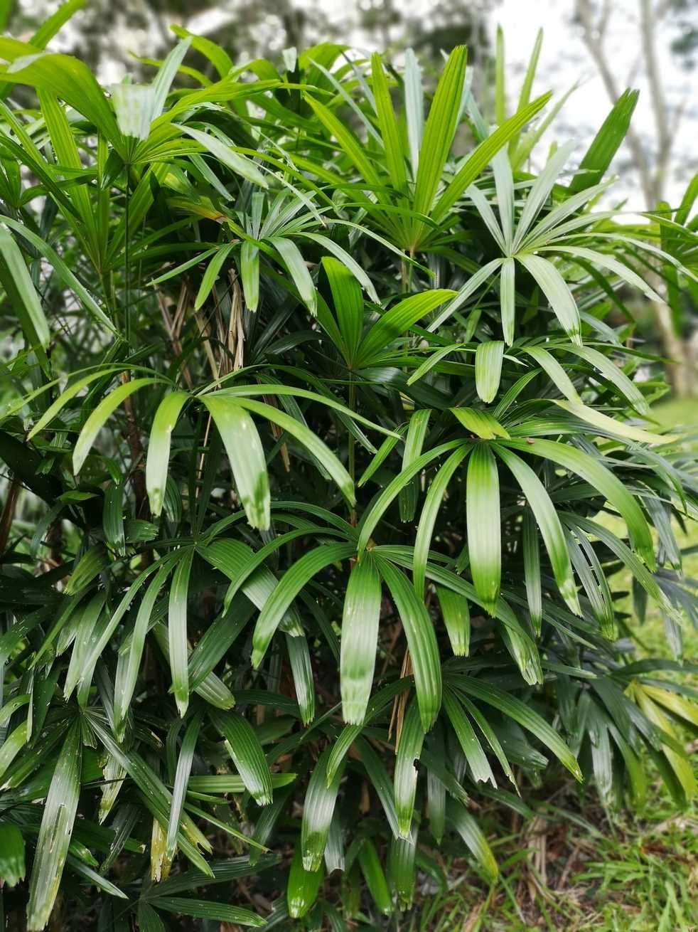 Rhapis excelsa