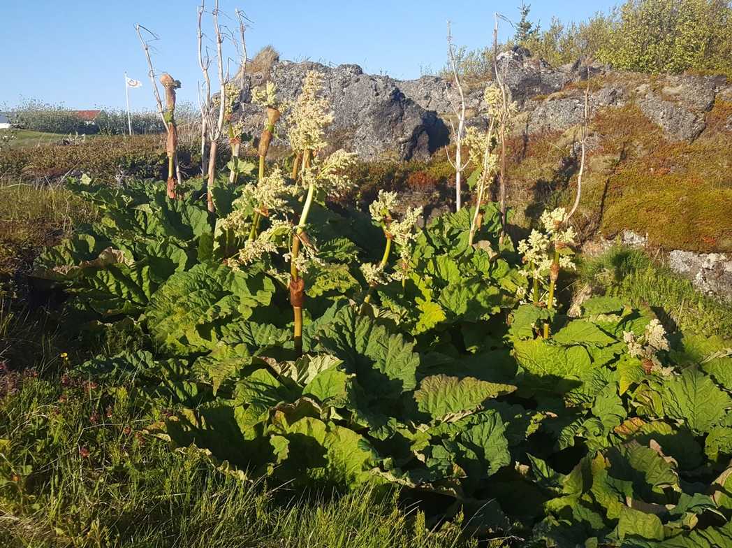 Rheum rhabarbarum