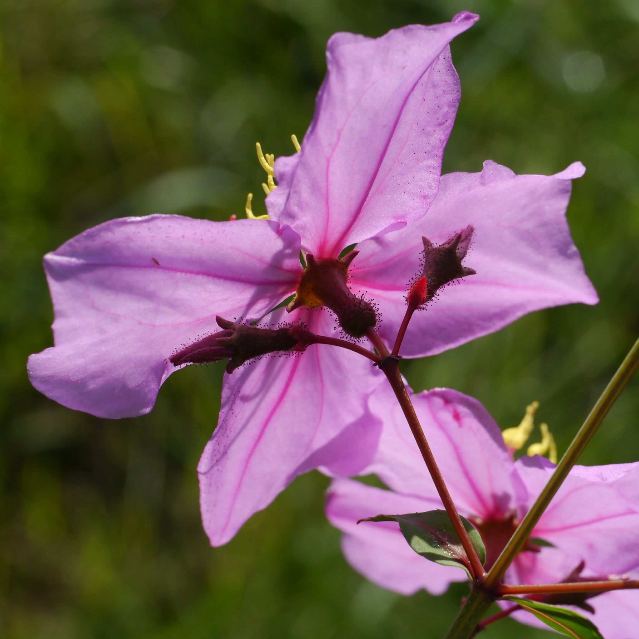 Rhexia alifanus