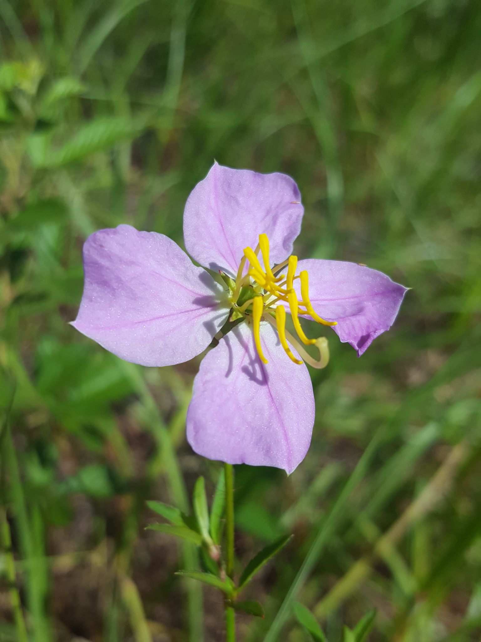 Rhexia mariana
