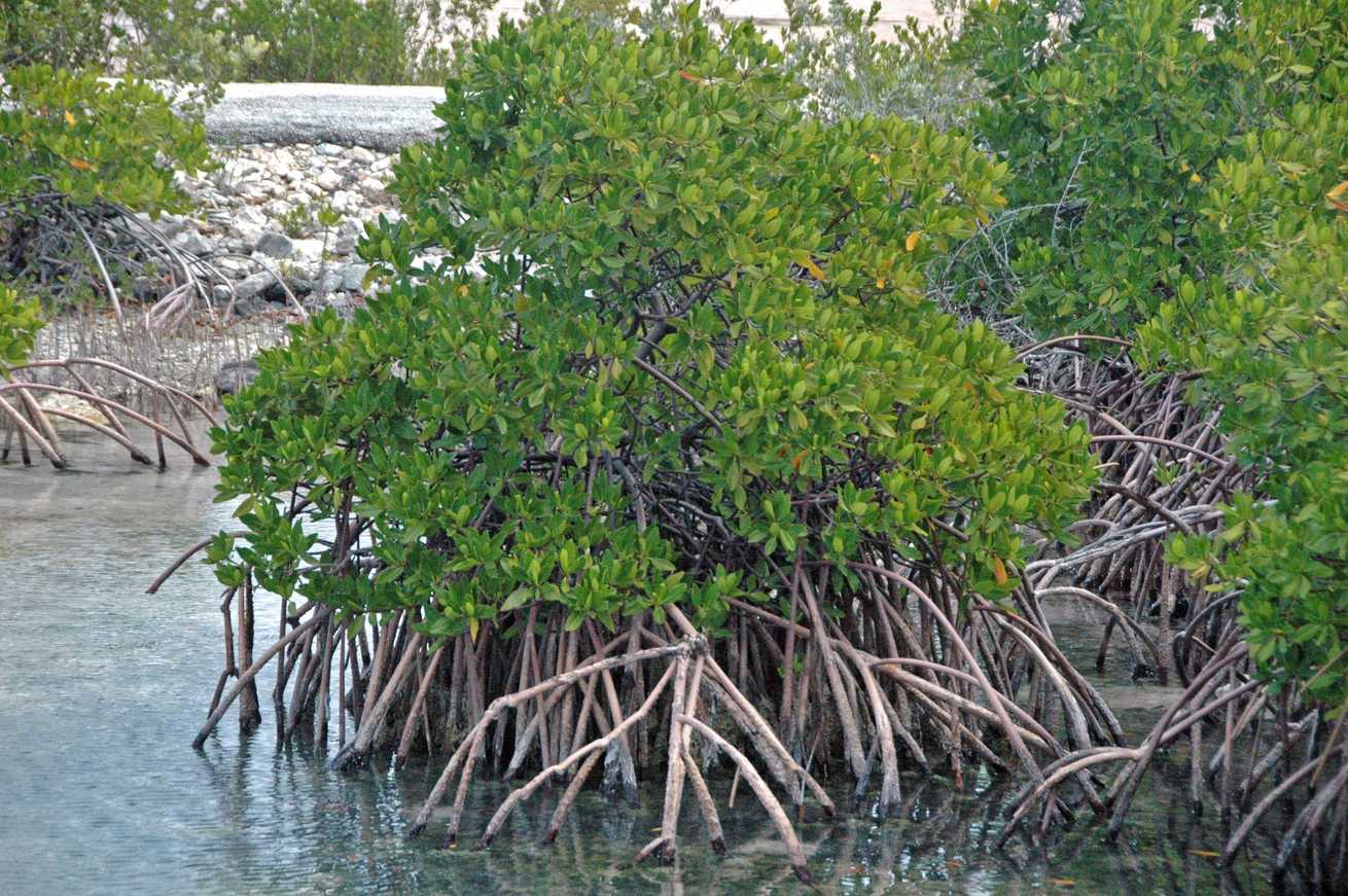 Rhizophora mangle