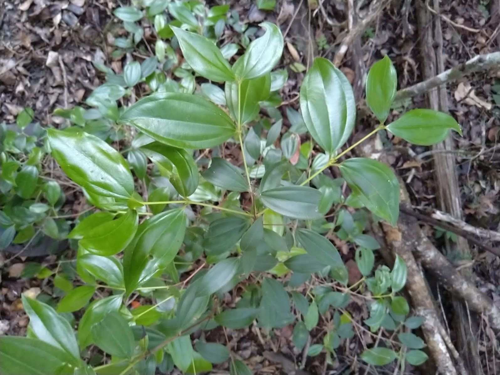 Rhodamnia acuminata