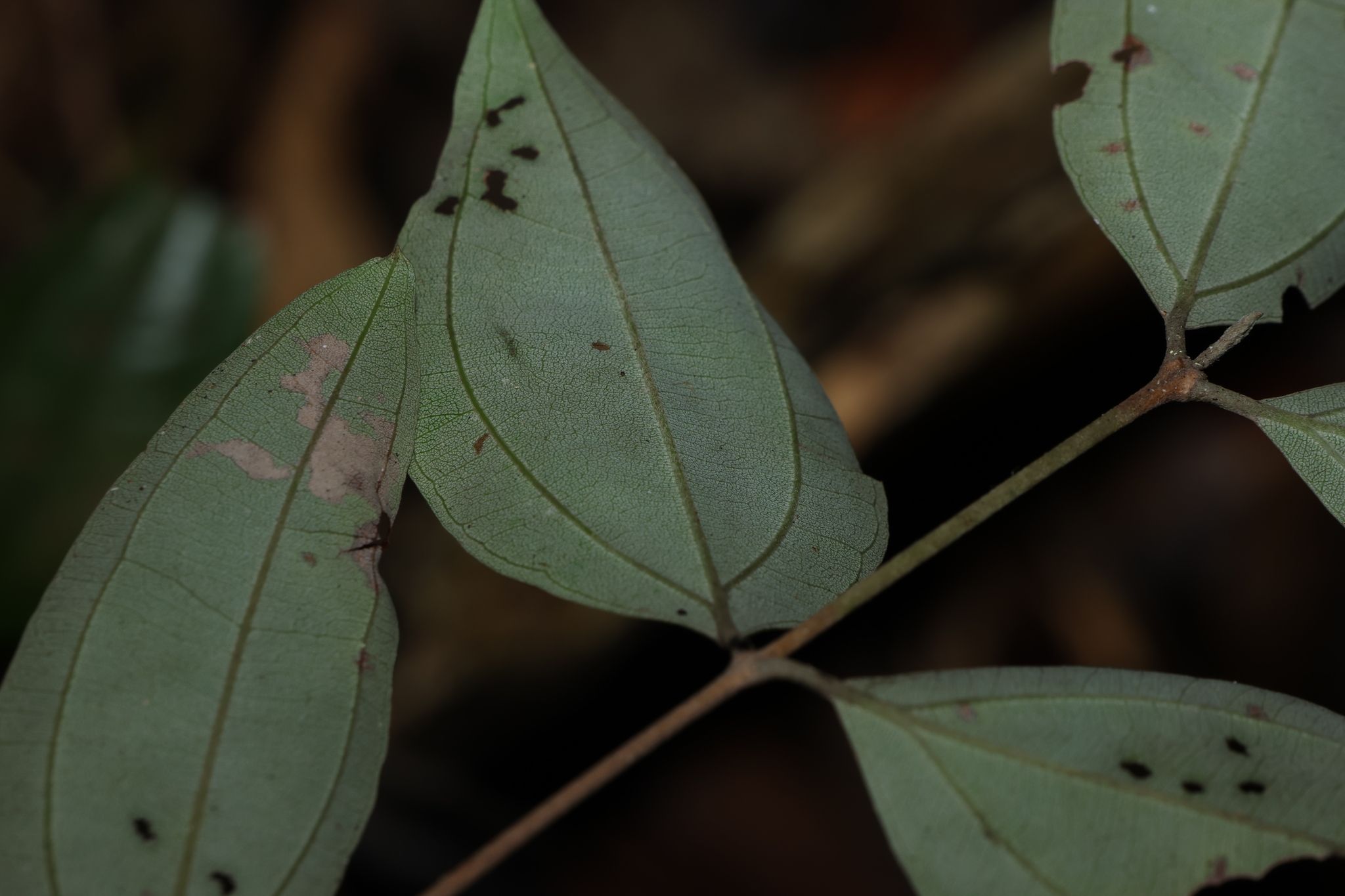 Rhodamnia argentea