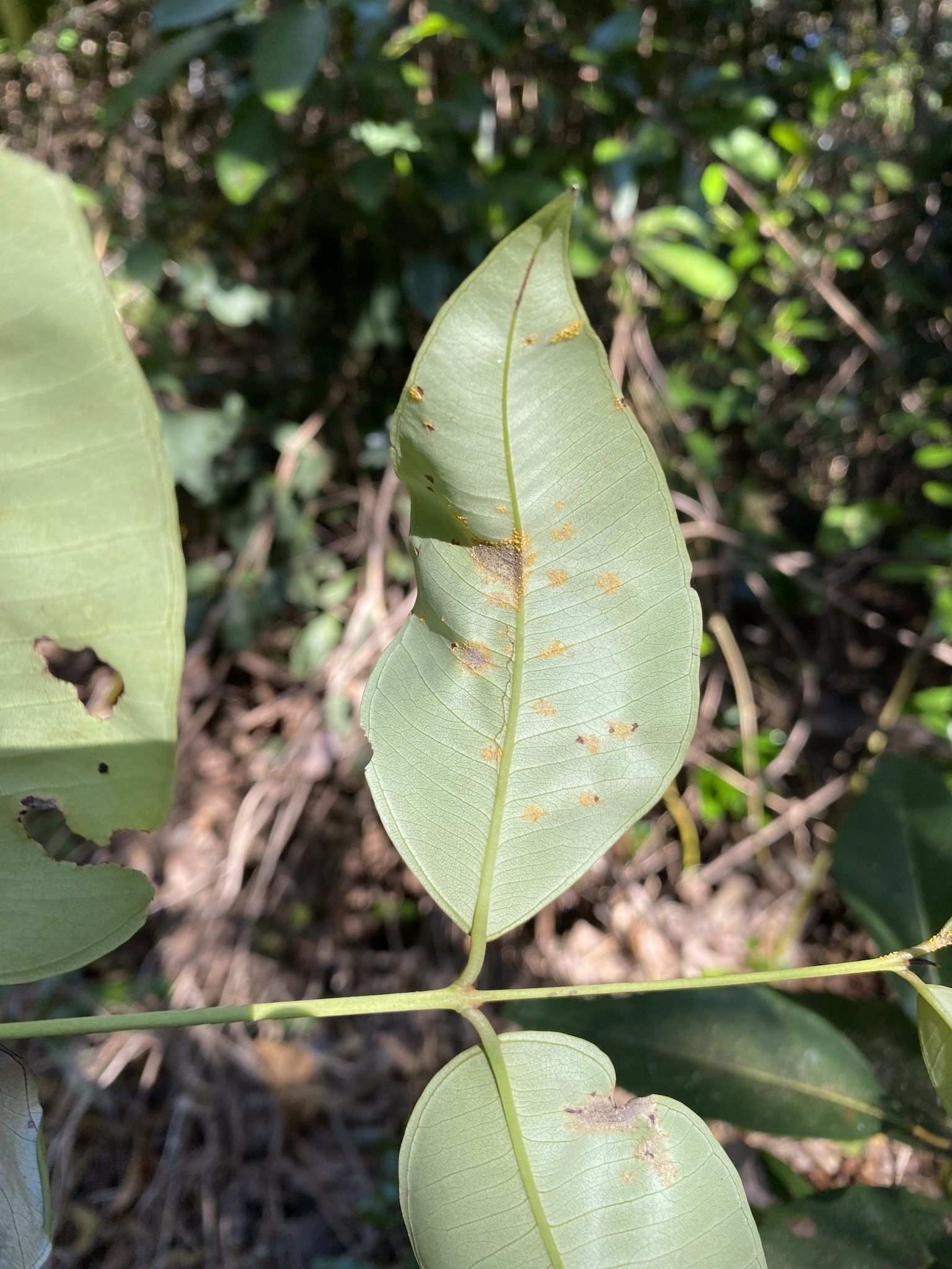 Rhodamnia australis