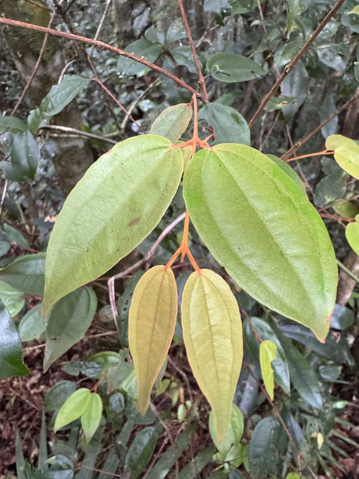 Rhodamnia blairiana