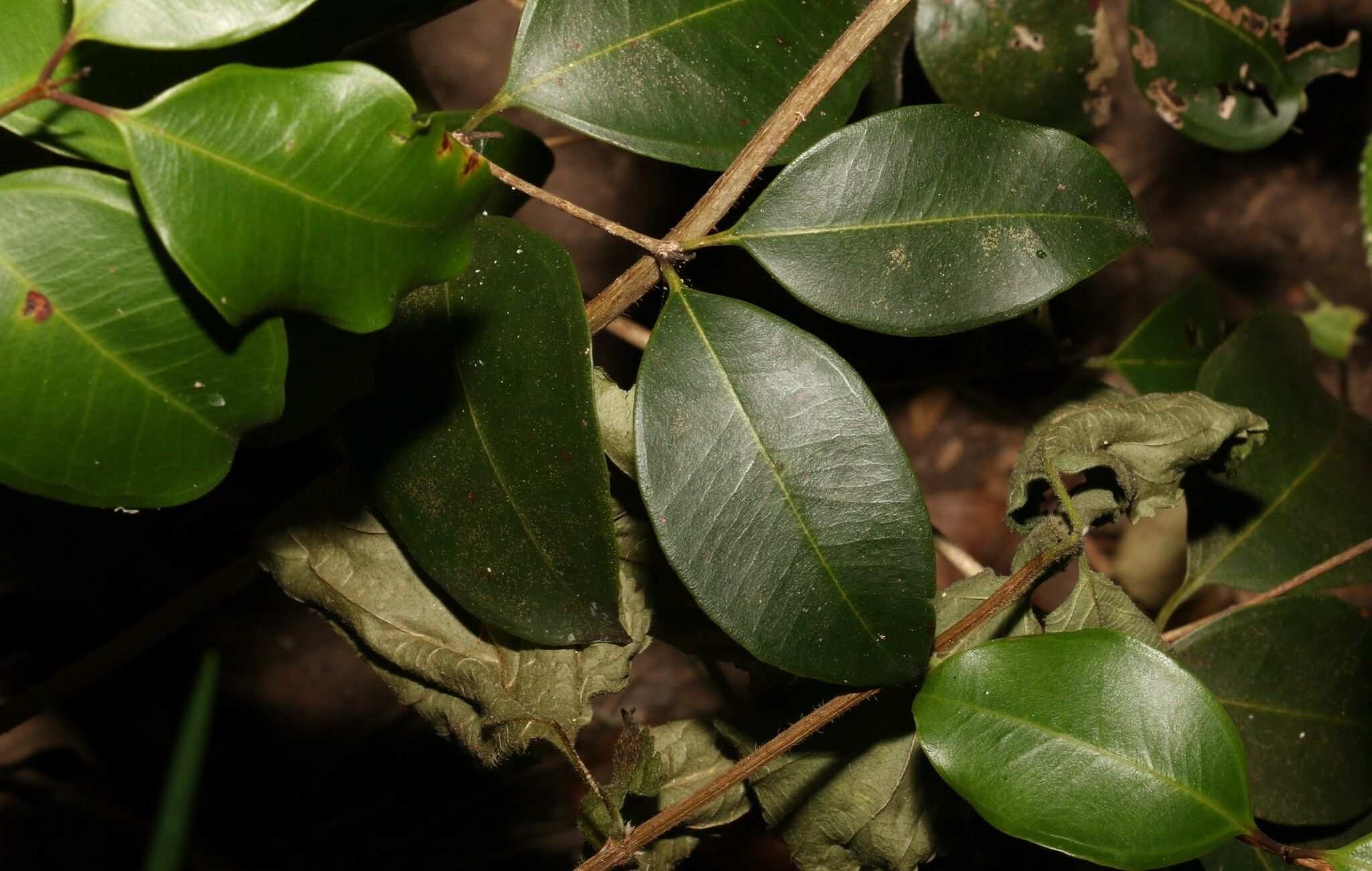 Rhodamnia dumicola