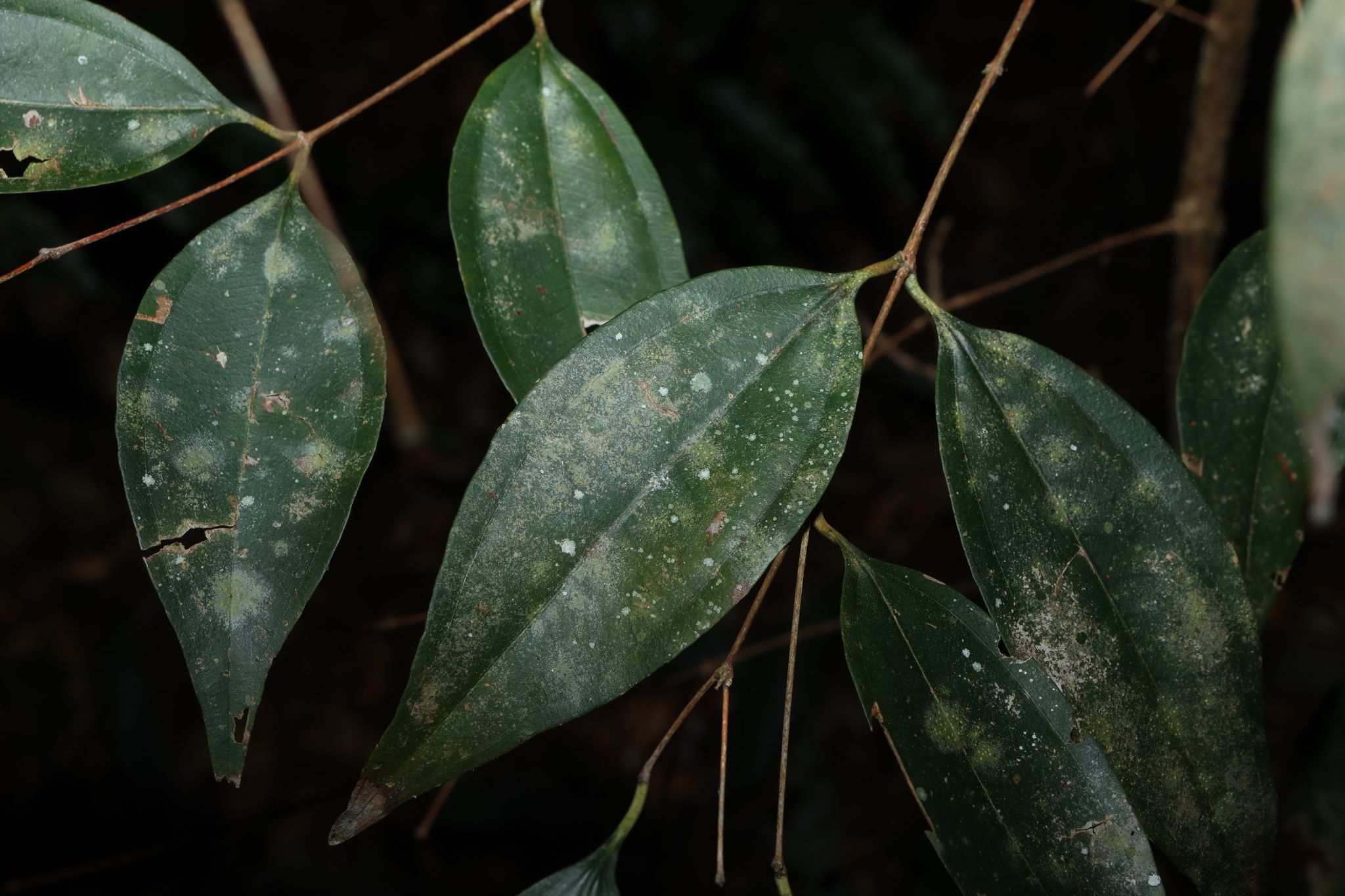 Rhodamnia glabrescens