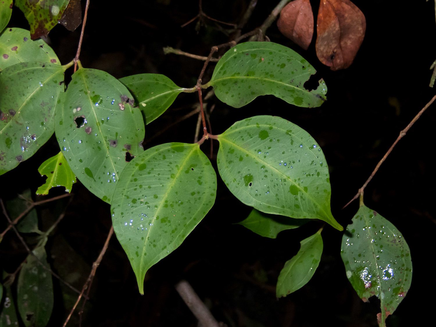 Rhodamnia maideniana