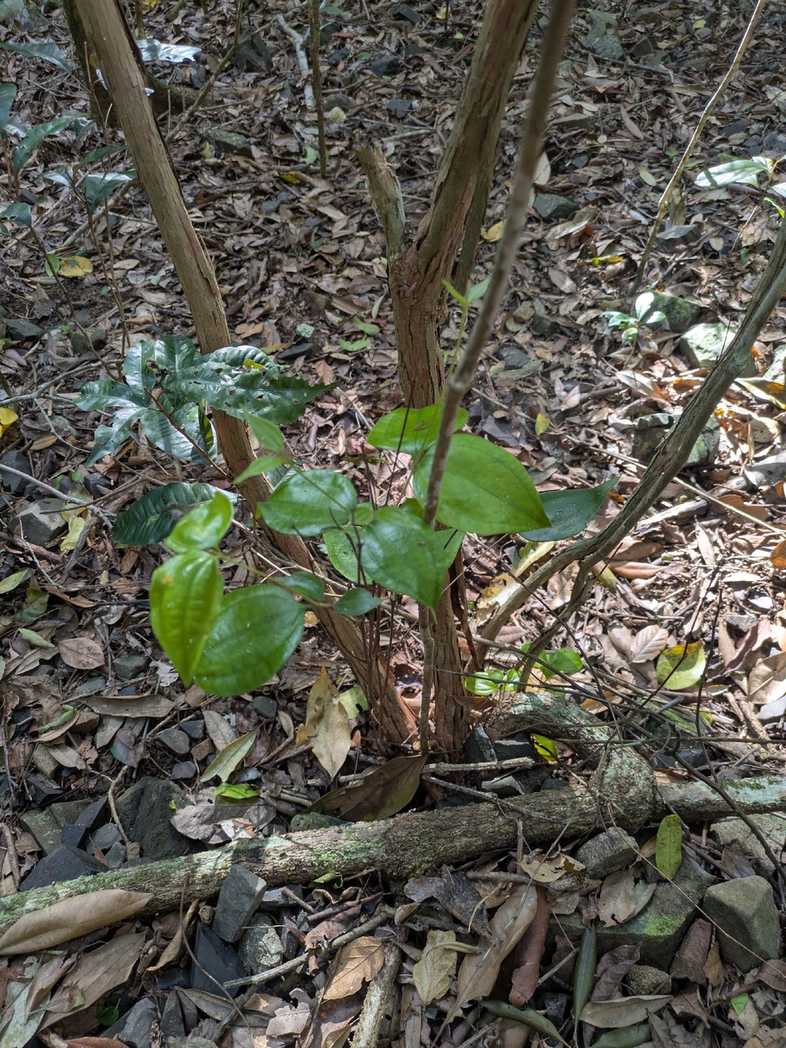 Rhodamnia pauciovulata
