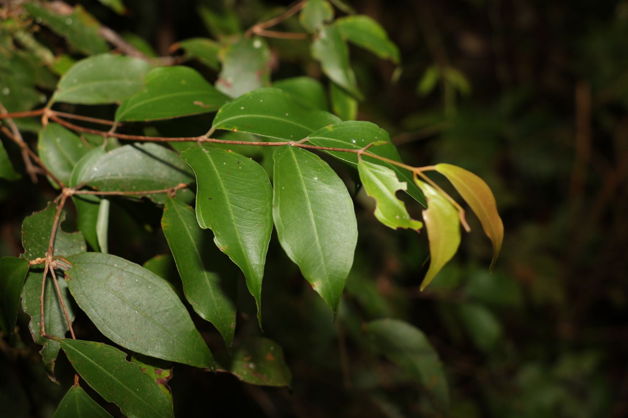 Rhodamnia whiteana