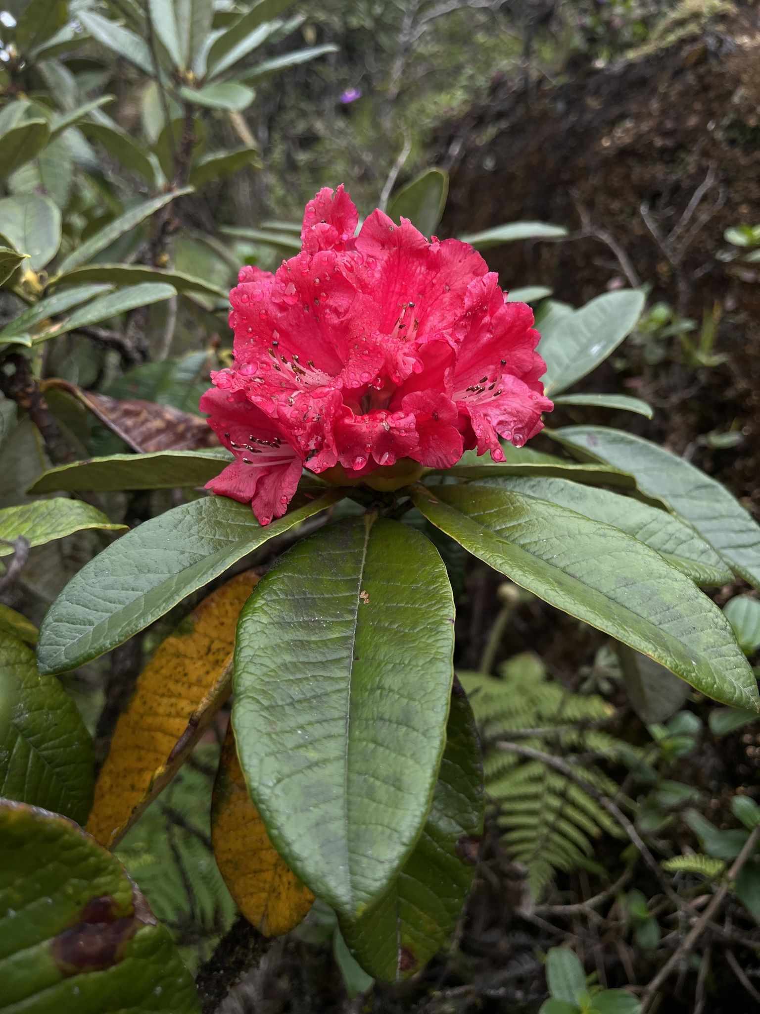 Rhododendron arboreum