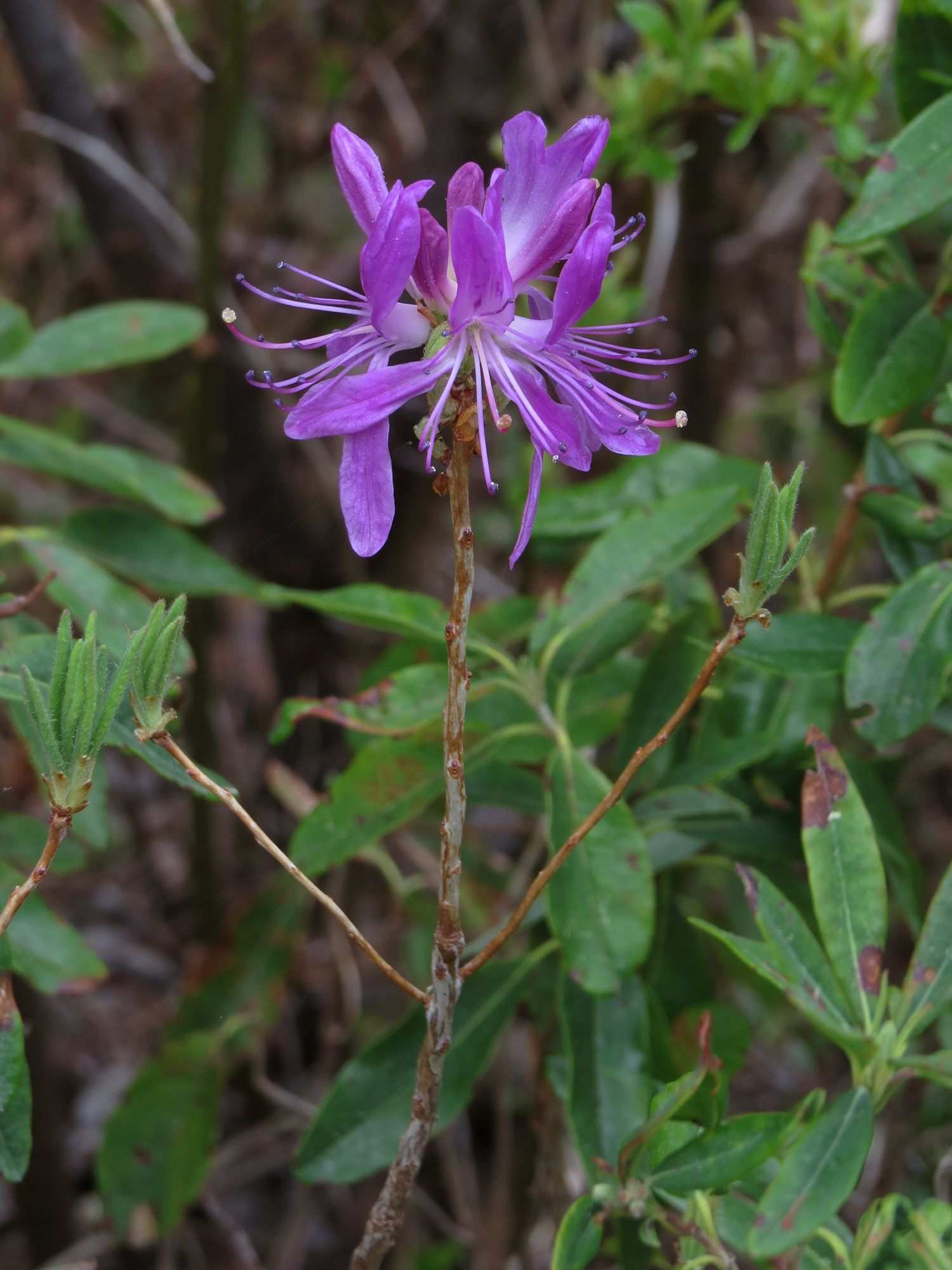 Rhododendron canadense