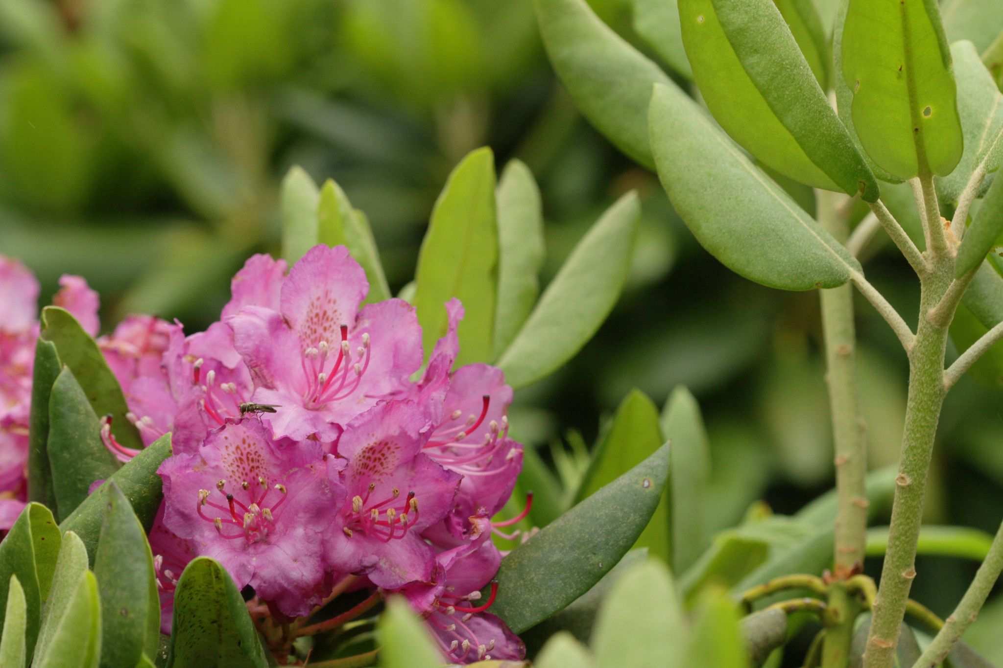 Rhododendron catawbiense
