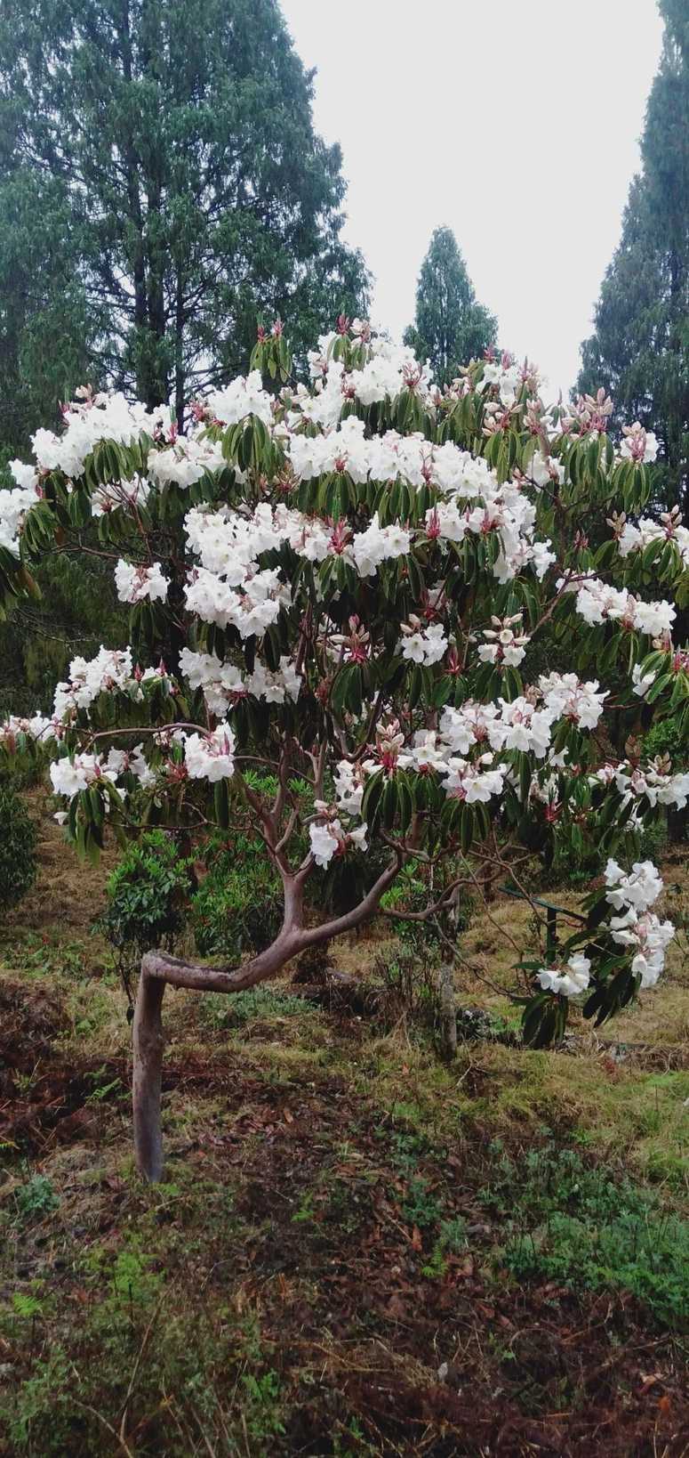 Rhododendron griffithianum