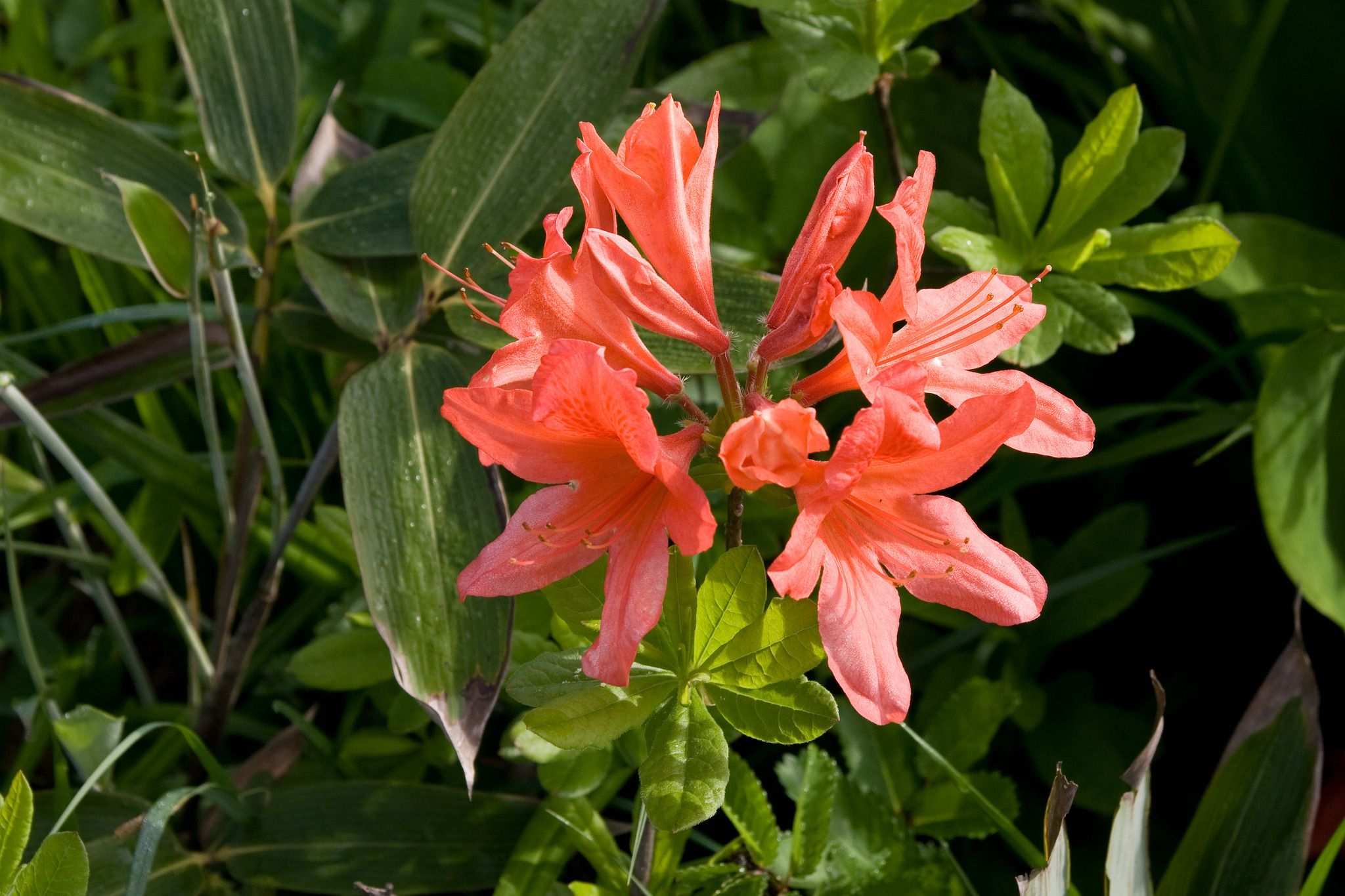 Rhododendron japonicum