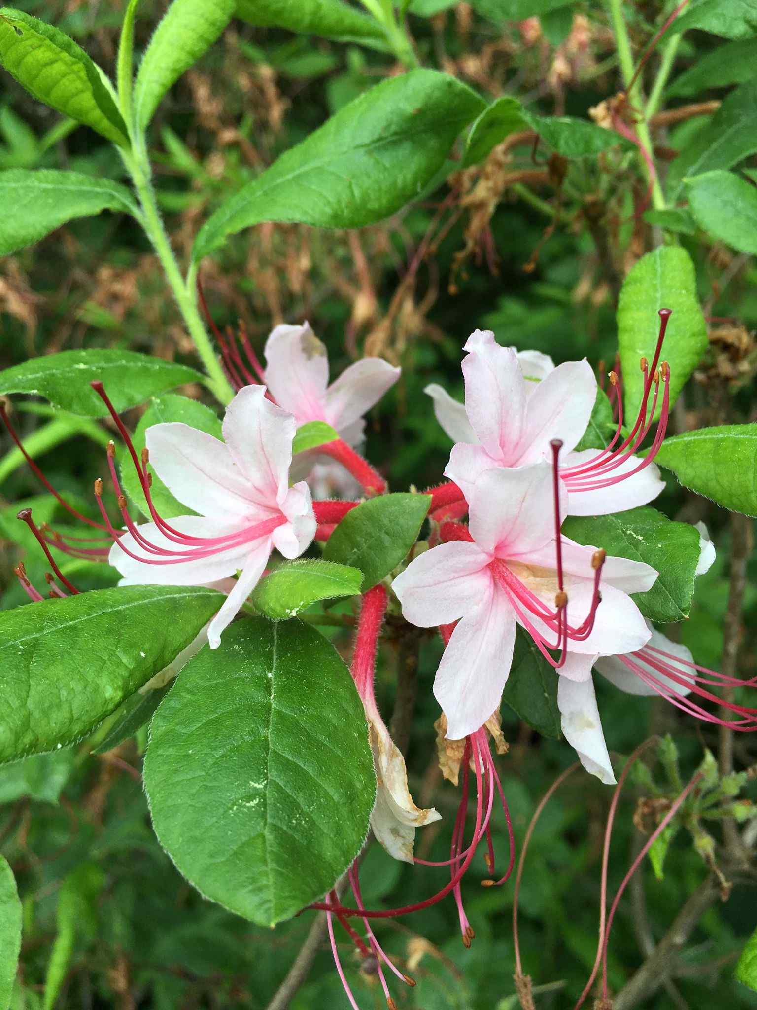 Rhododendron lutescens