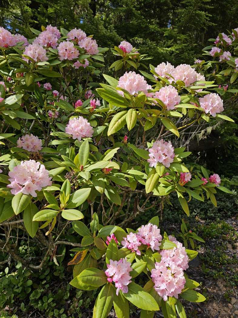 Rhododendron macrophyllum