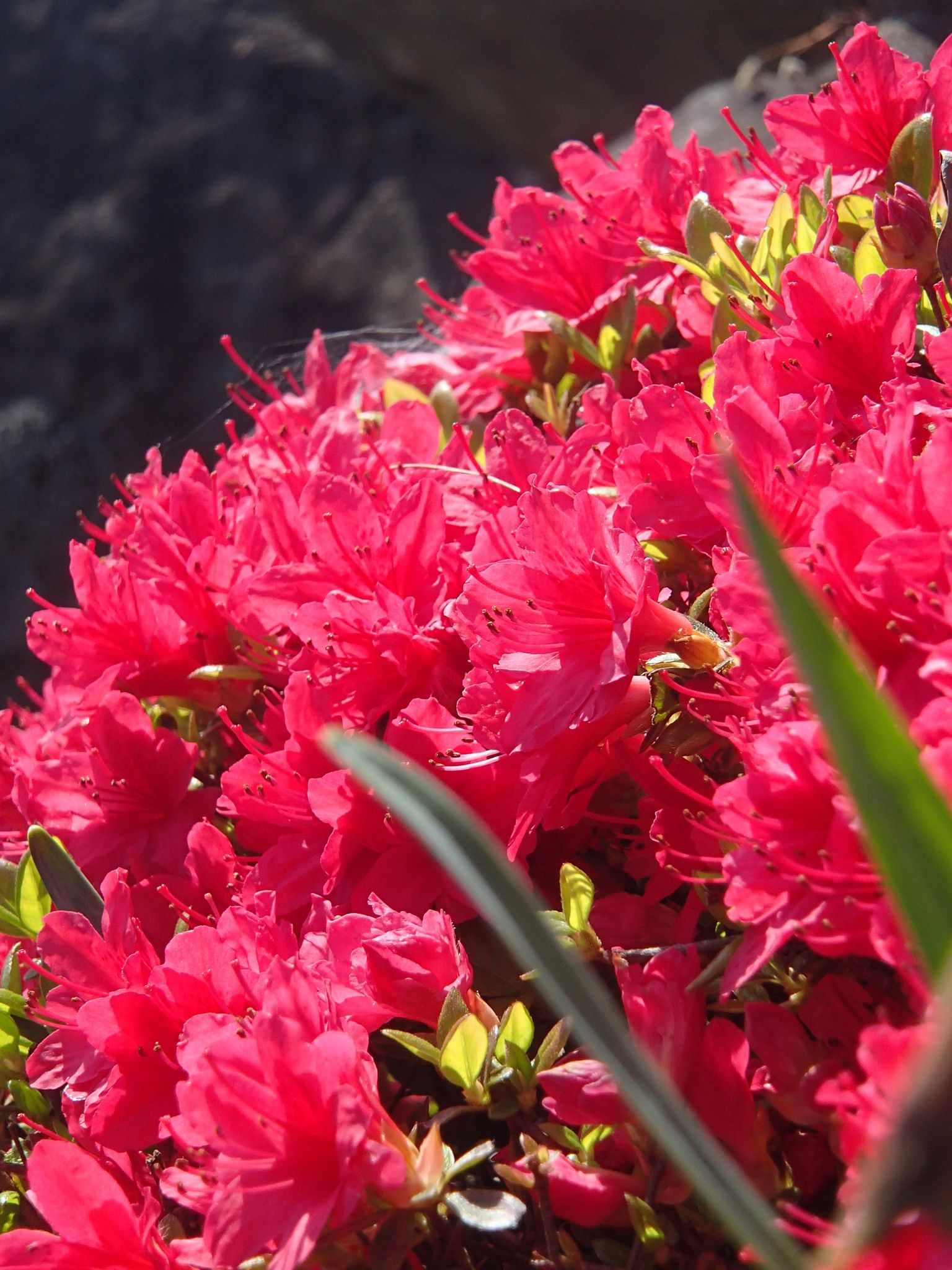 Rhododendron obtusum