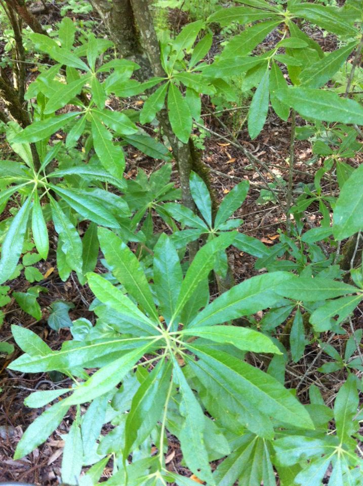Rhododendron occidentale