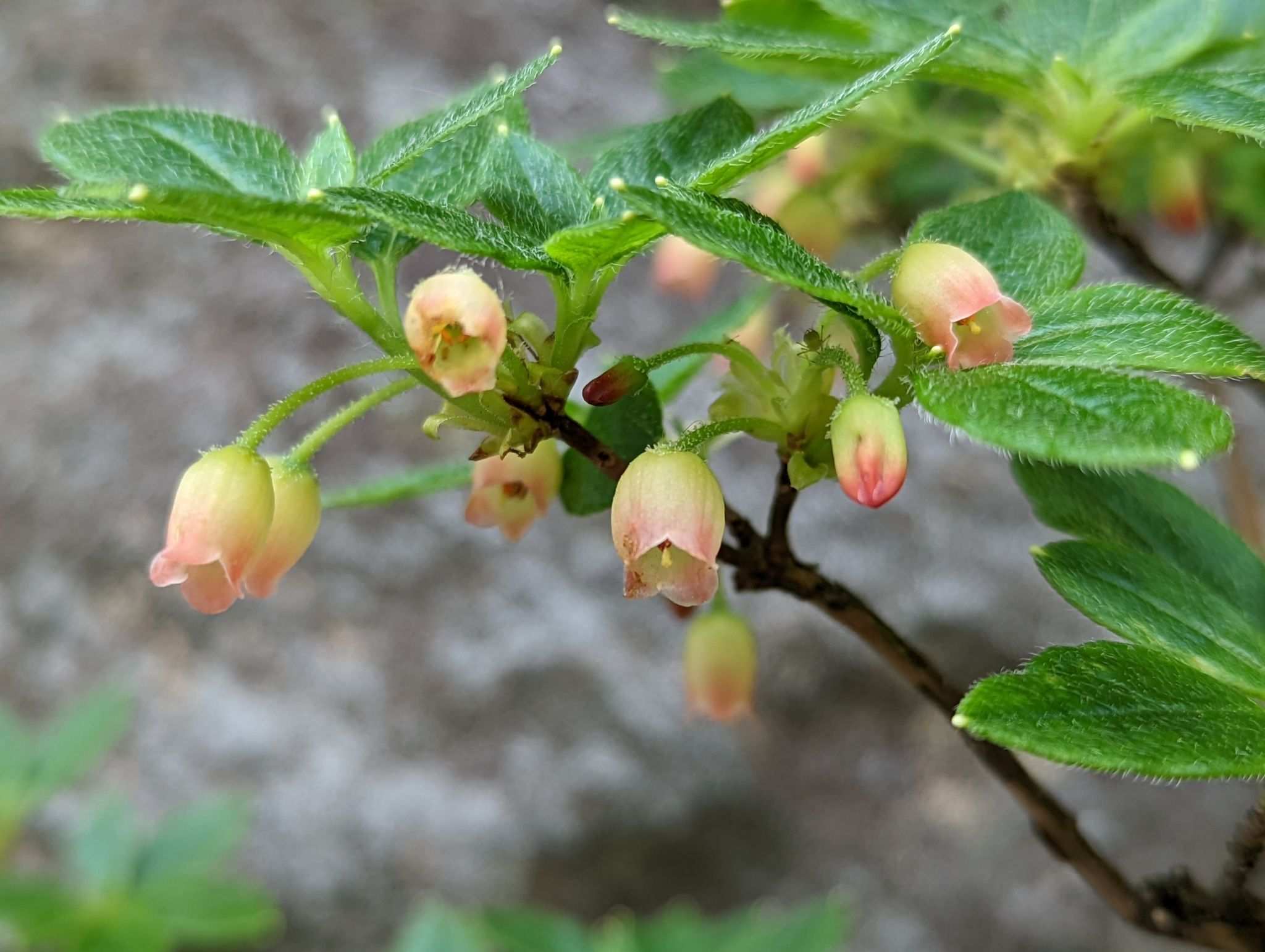 Rhododendron pilosum