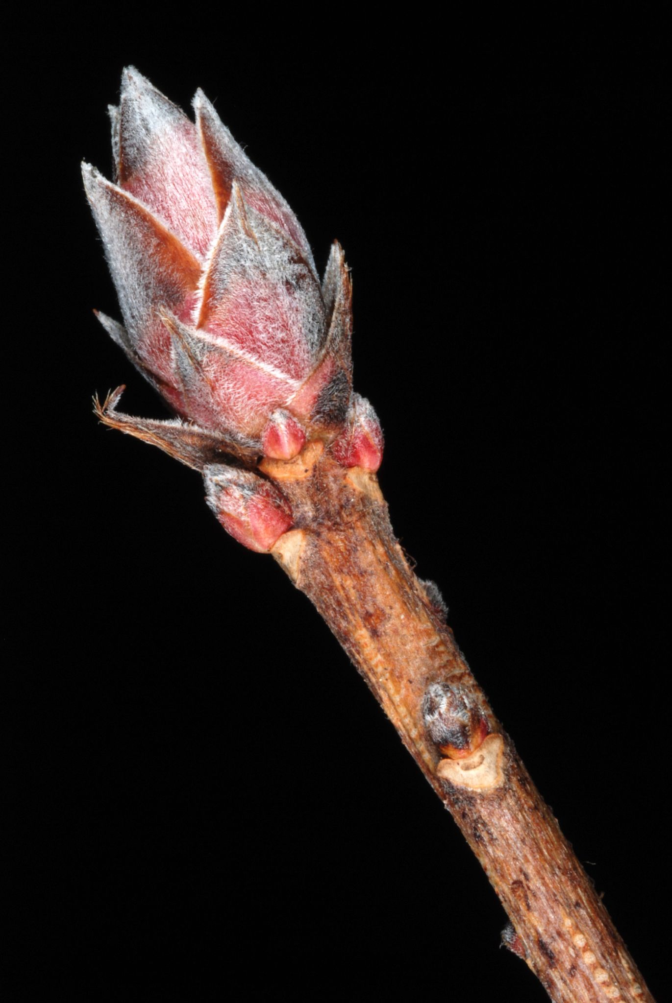 Rhododendron viscosum