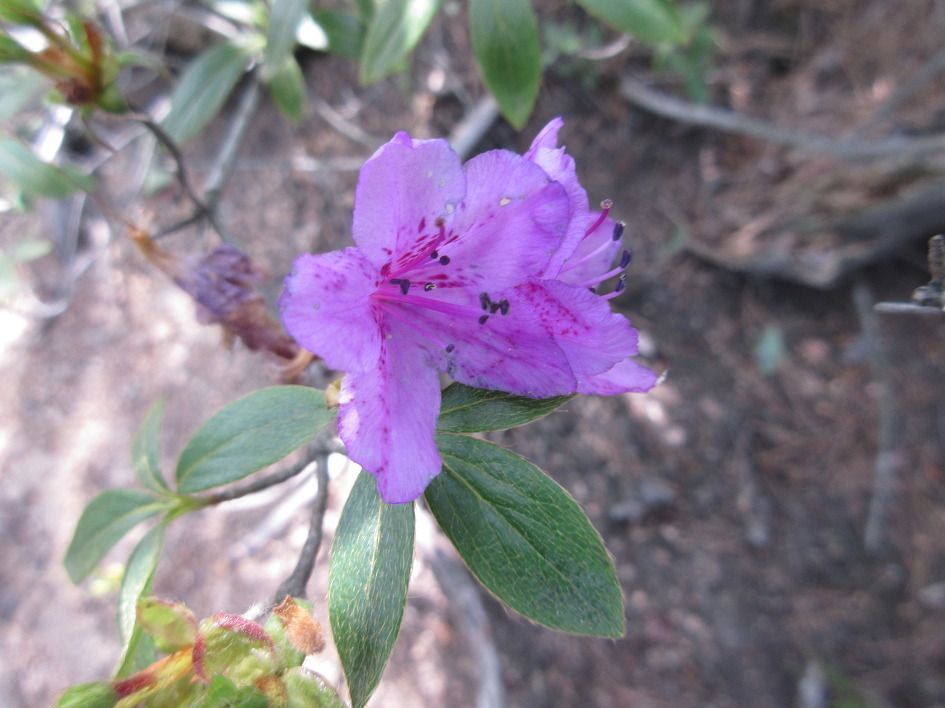 Rhododendron yedoense