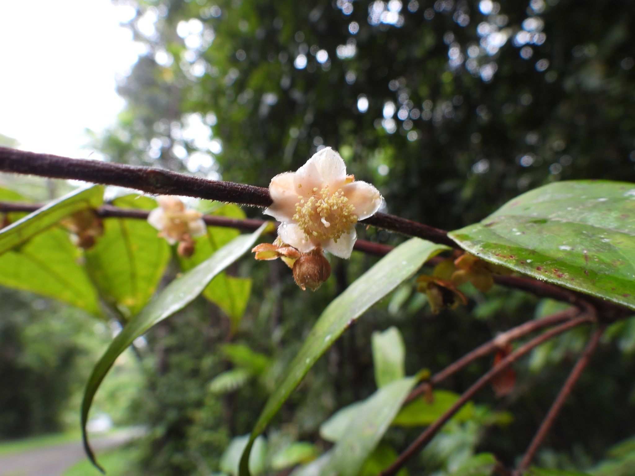 Rhodomyrtus effusa